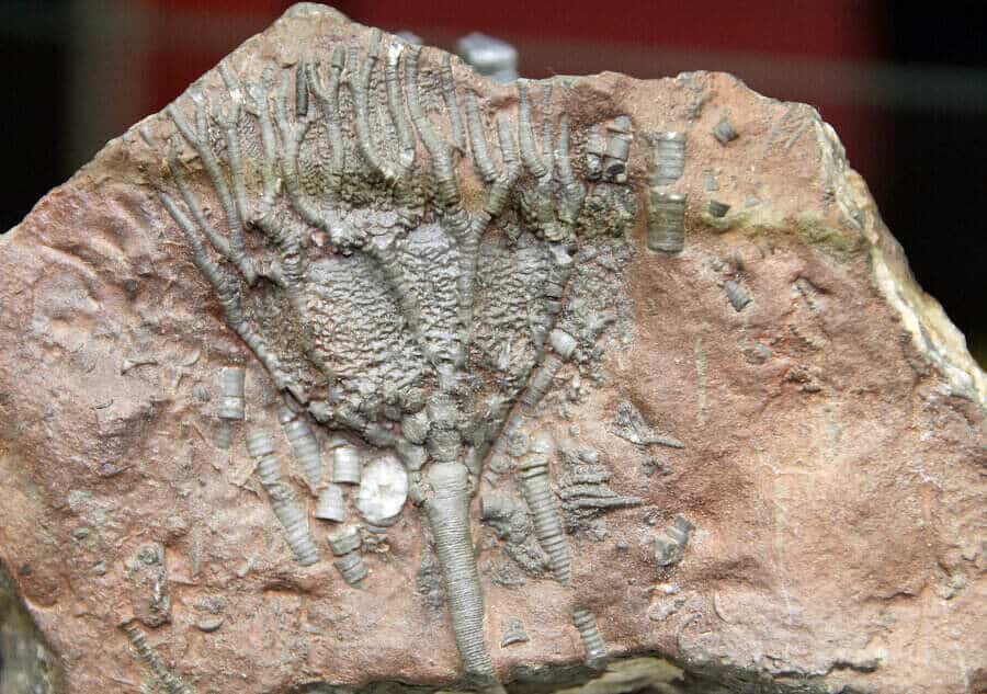 Crinoid fossil