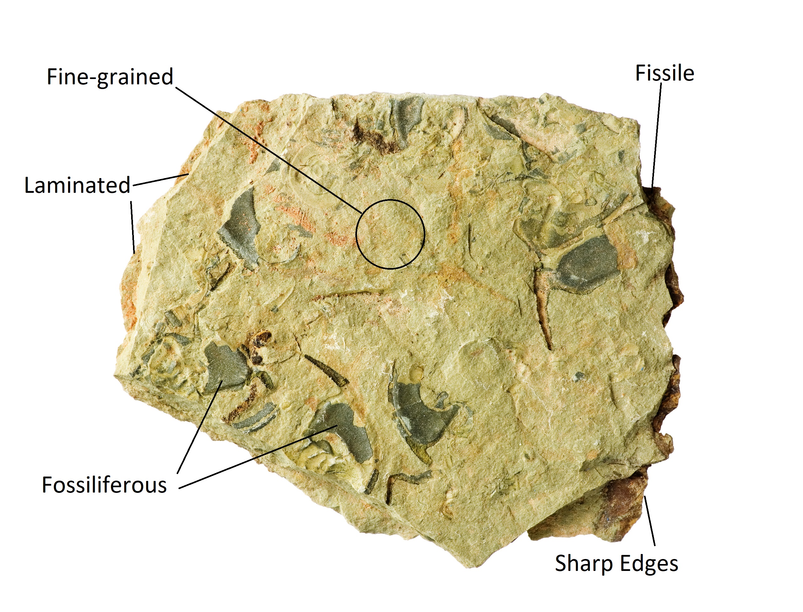 Brown shale displaying fossils, fine-grained texture, lamination, fissility, and sharp edges
