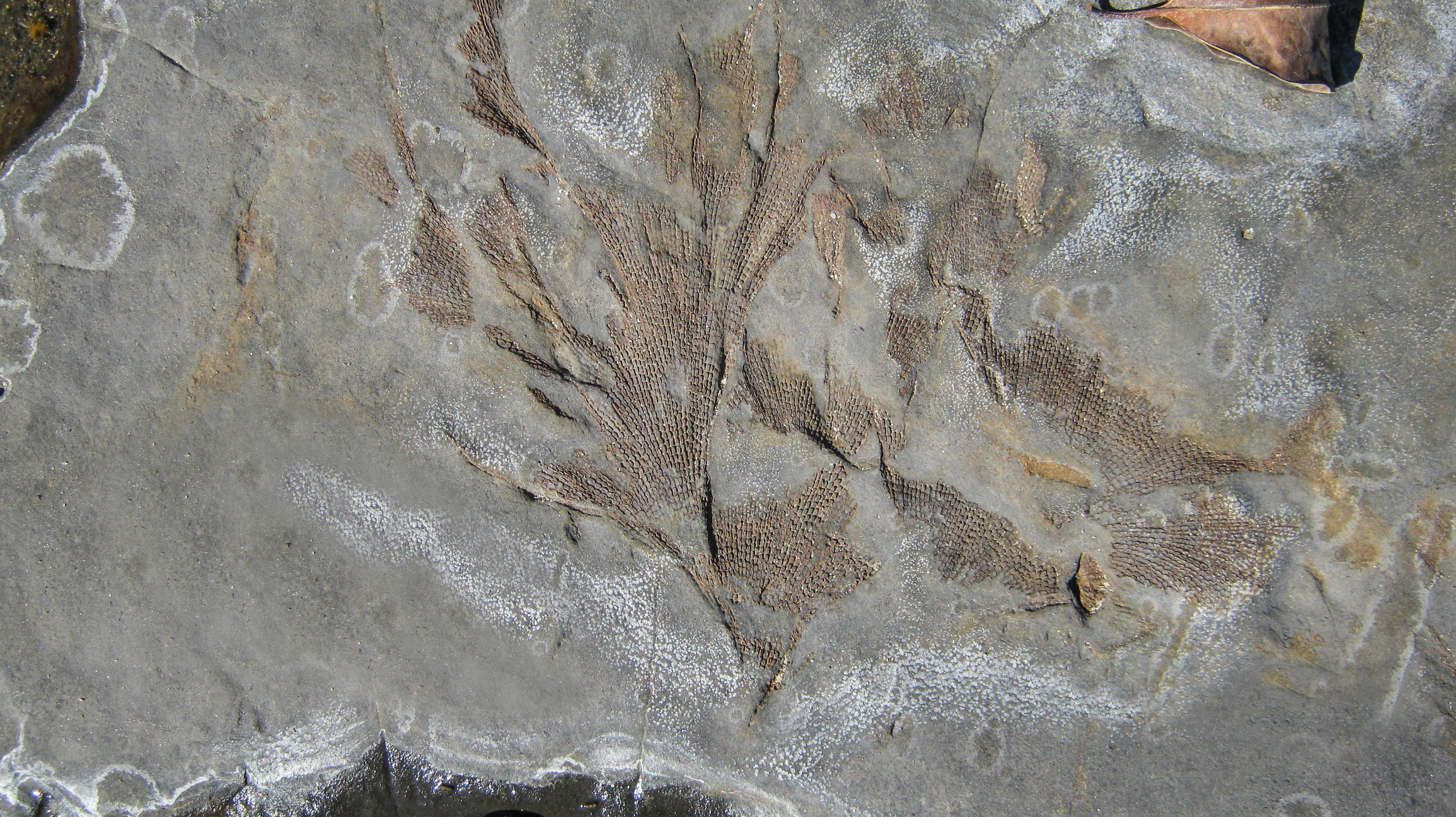Fossilized bryozoan fan