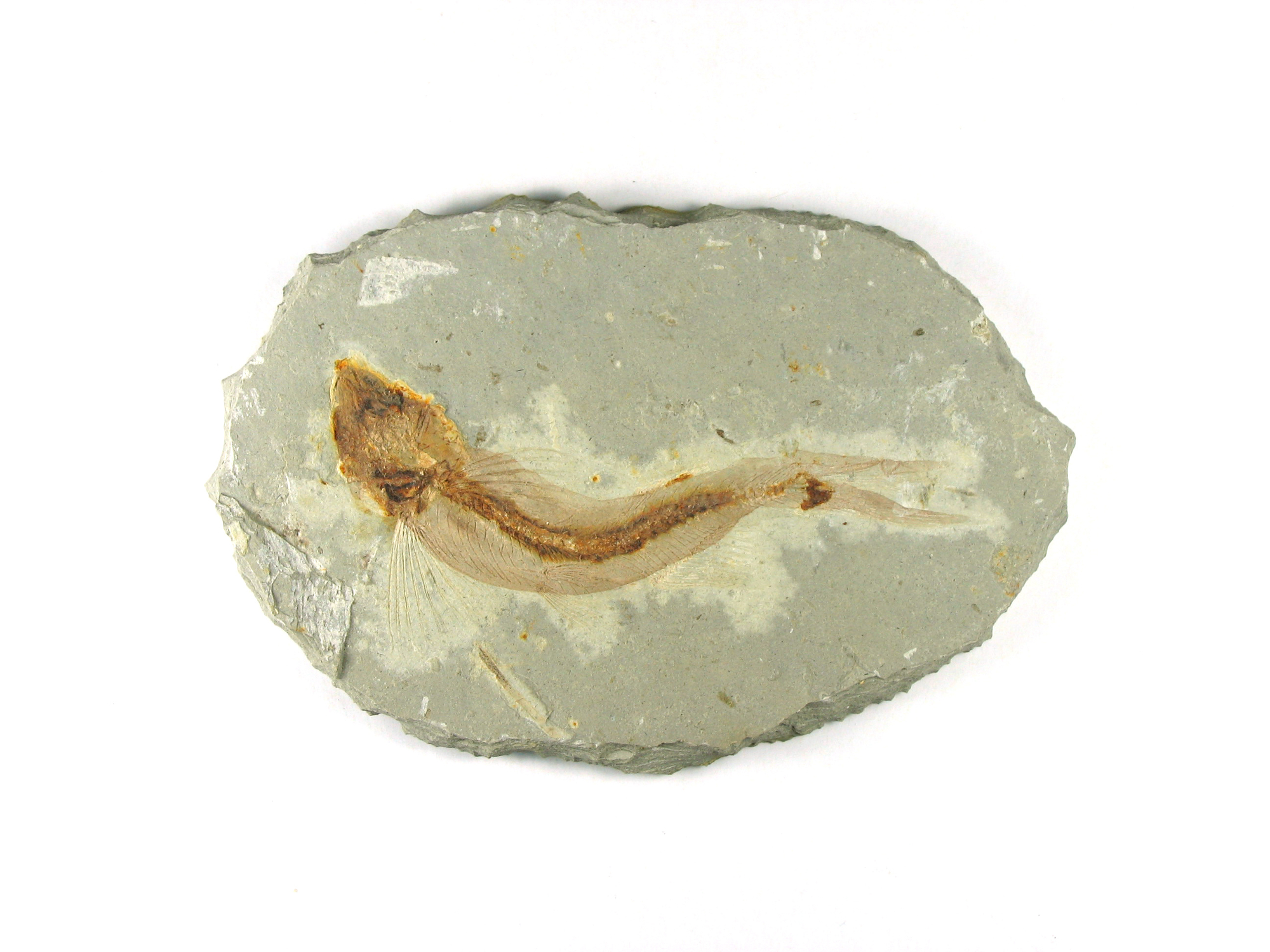 A complete fish fossil
