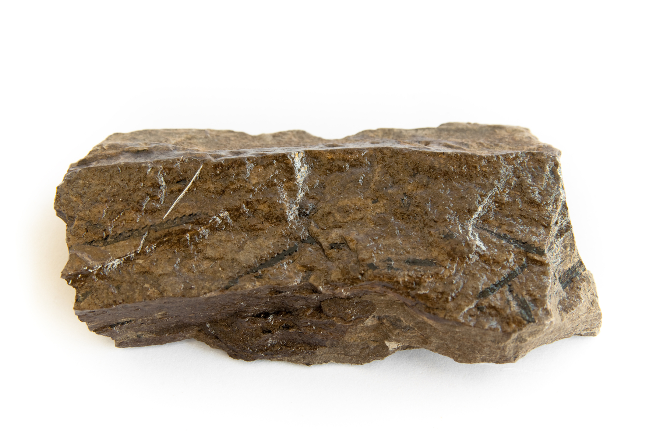 Graptolite fossils
